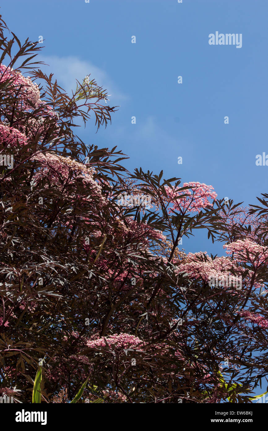 Un ramo di fioritura del taglio lasciava il sambuco Sambucus nigra "pizzo nero' impostato contro un blu cielo di giugno. Foto Stock