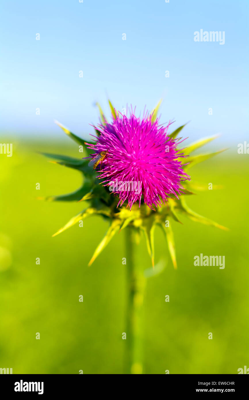 Bella viola thistle fiore con sfondo sfocato. Foto Stock