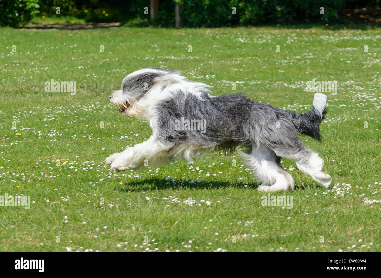 Old English Sheepdog (Dulux dog) in esecuzione in tutta l'erba in un parco. Foto Stock