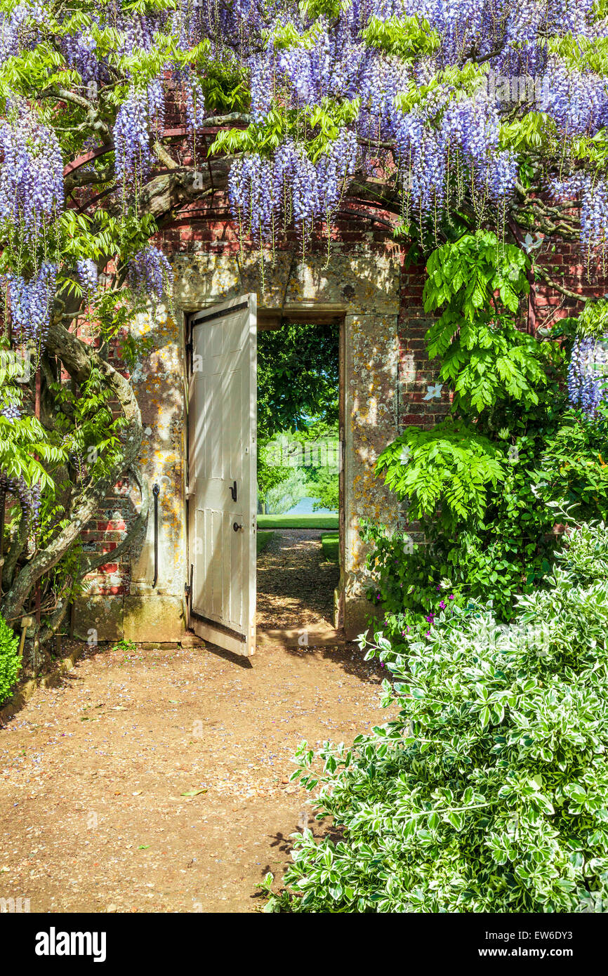 Blu cinese di fioritura Wisteria sinensis in il giardino murato di Bowood House nel Wiltshire. Foto Stock