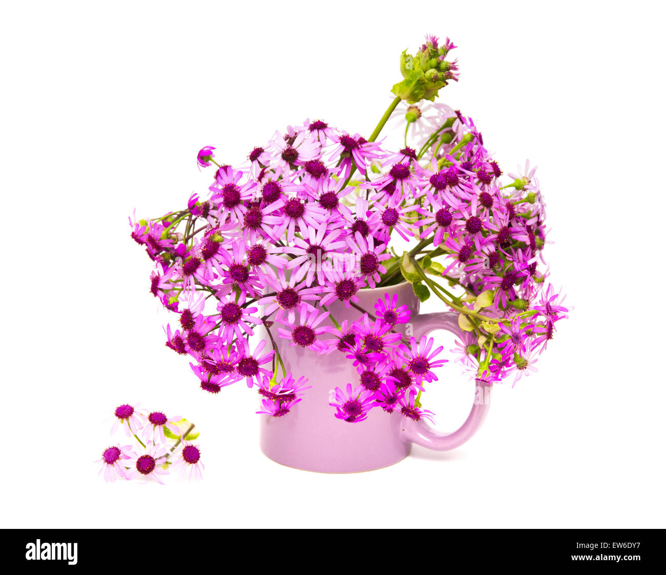 Pericallis webbii, comunemente noto come fiori di maggio isolato su bianco Foto Stock