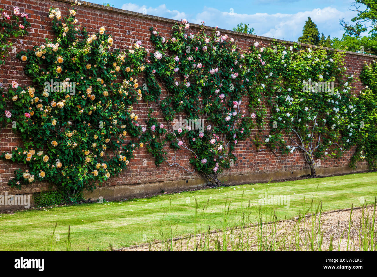 Rose rampicanti in giardini murati di Bowood House nel Wiltshire. Foto Stock