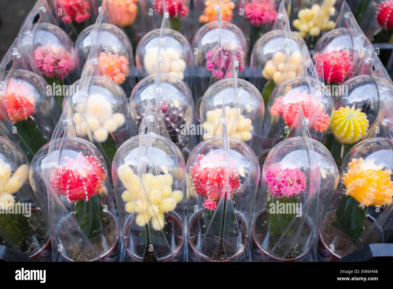 Cactus attendere per un acquirente nel mercato dei fiori nel cuore di Amsterdam, Paesi Bassi. Foto Stock