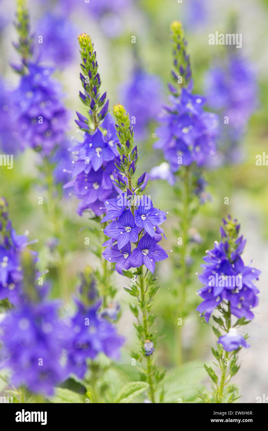 Veronica prostrata. Prostrati speedwell fiori Foto Stock