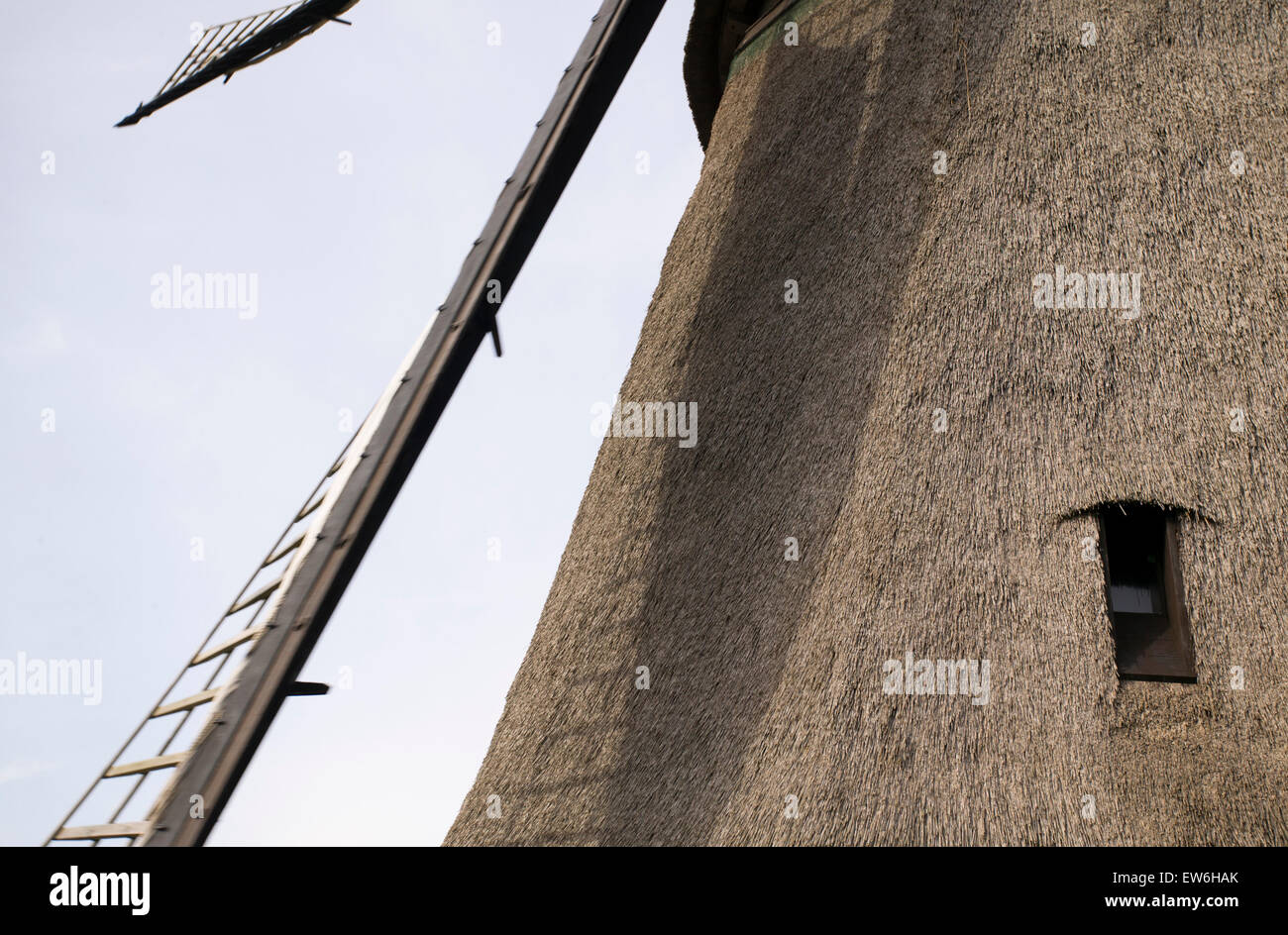 La lama e la sterpaglia a copertura di un mulino a vento olandese nei Paesi Bassi. Foto Stock