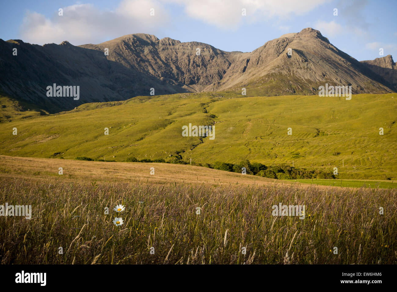 Margherite in un campo nei pressi di Cullin Hill sull'Isola di Skye in Scozia. Foto Stock