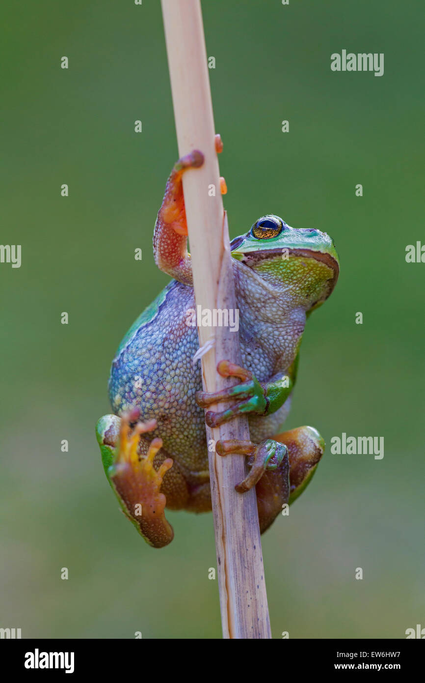 Raganella (Hyla arborea / Rana arborea) arrampicata stelo reed in zona umida Foto Stock