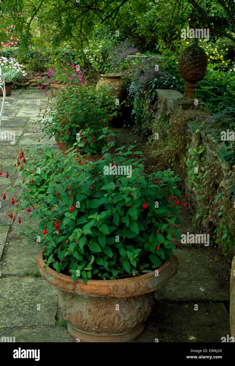 Fuchsia in vaso in terracotta sul patio ombreggiato Foto Stock