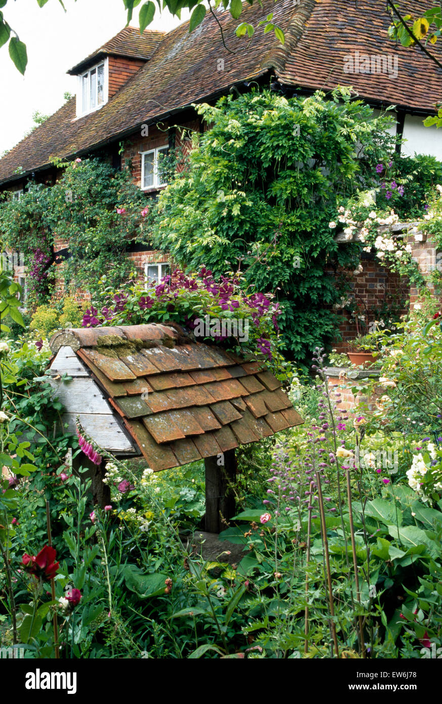 Viola la clematide su un bene con un tetto di tegole nel giardino della casa di campagna in estate Foto Stock