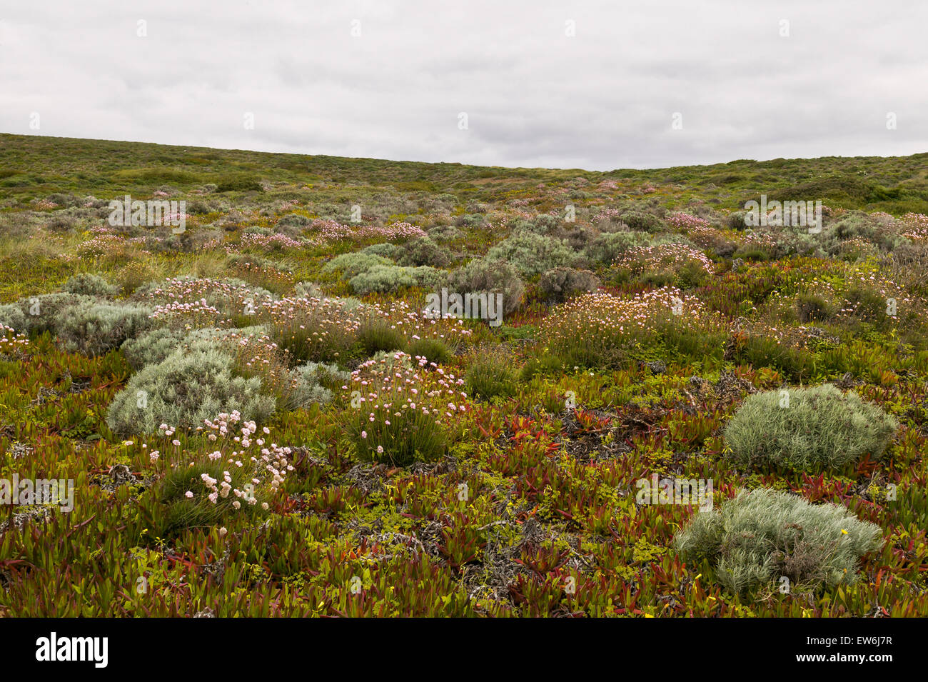 Un campo di fiori su di una collina nella regione di Algarve in Portogallo. Foto Stock