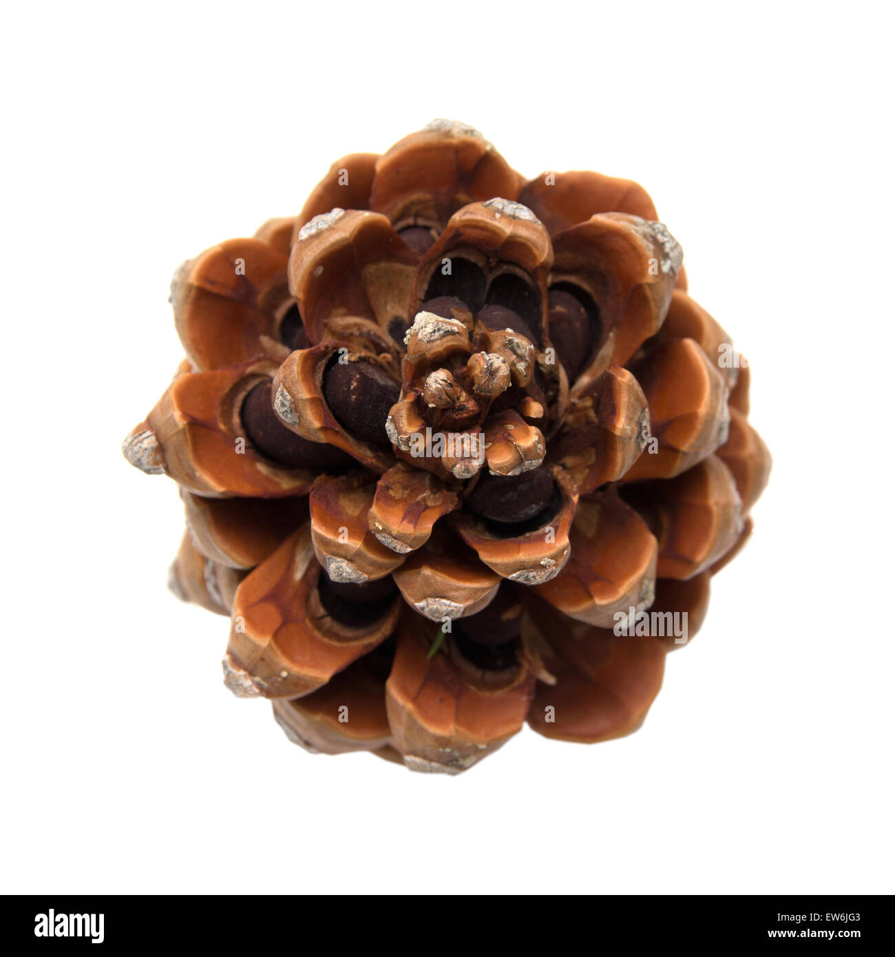 Cono di cembro, Pinus pinea, con alcuni dei dadi ancora in, isolato su sfondo bianco Foto Stock