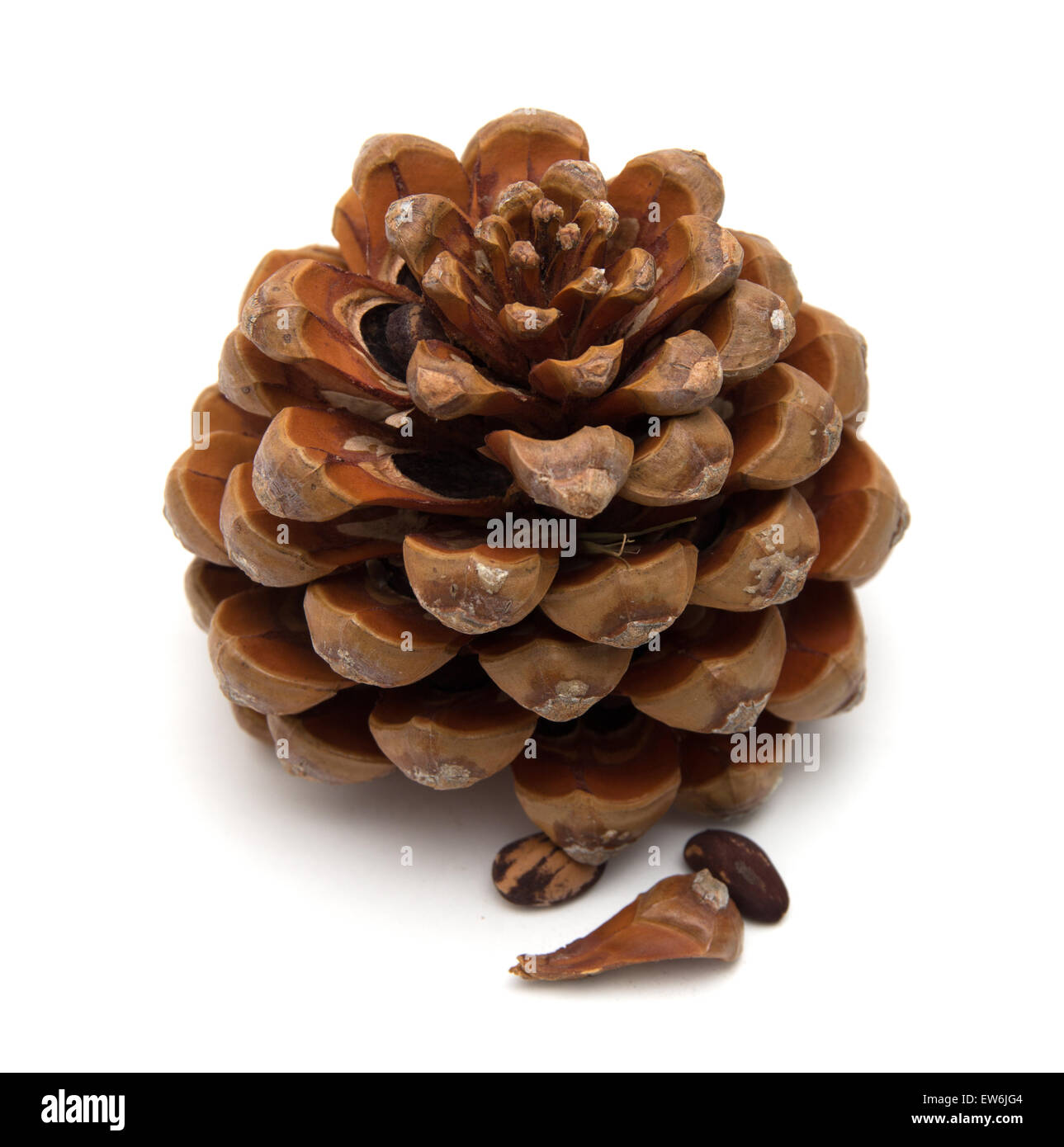 Cono di cembro, Pinus pinea, con alcuni dei dadi ancora in, isolato su sfondo bianco Foto Stock