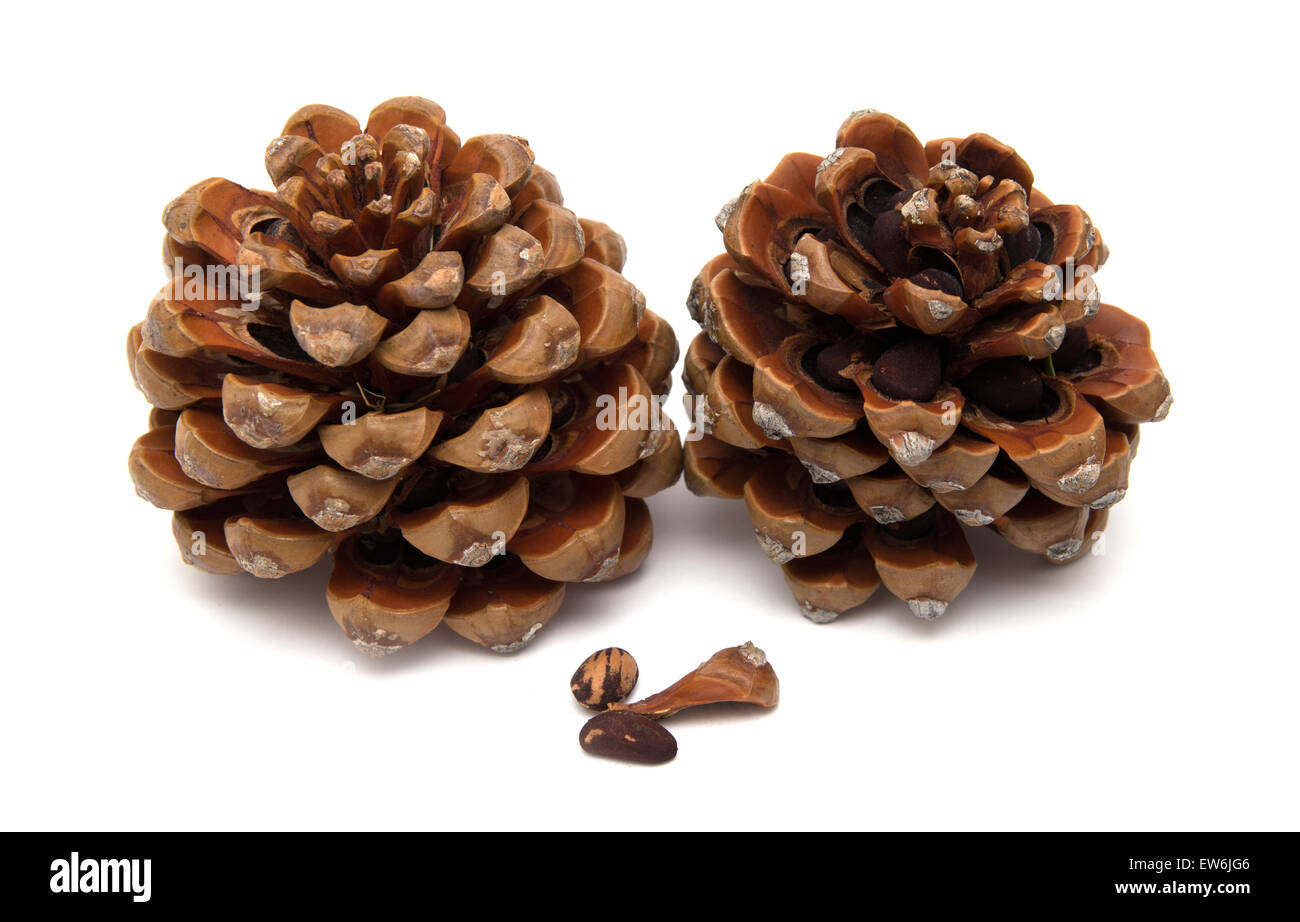Cono di cembro, Pinus pinea, con alcuni dei dadi ancora in, isolato su sfondo bianco Foto Stock