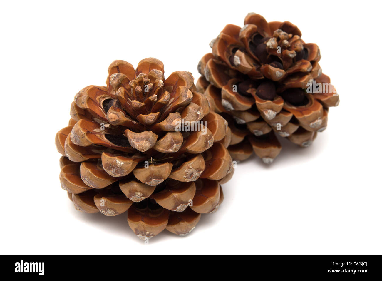 Il cembro, Pinus Pinea, isolare don sfondo bianco Foto Stock