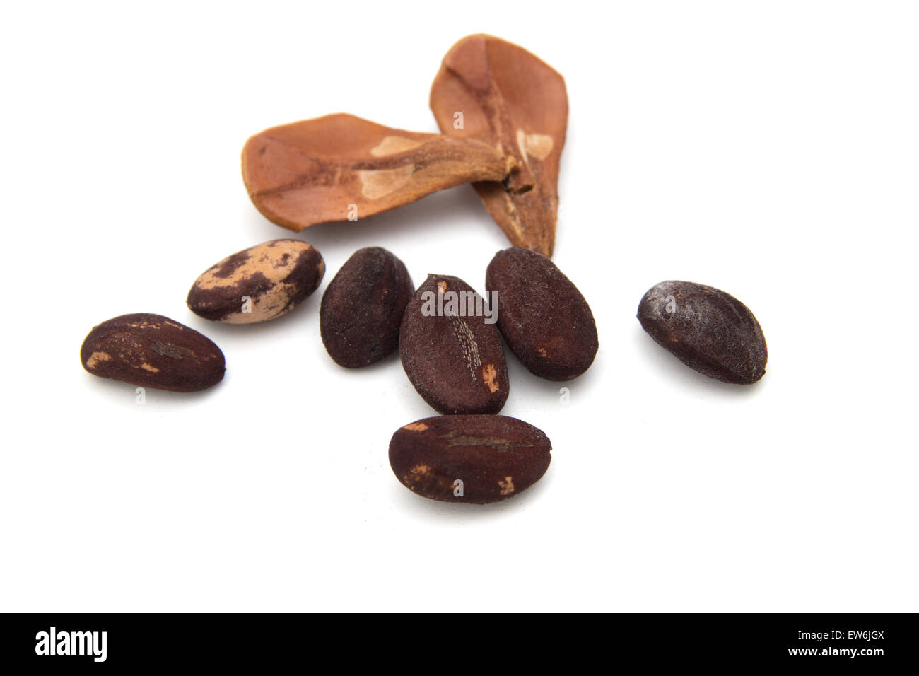 Dadi di pino, Pinus Pinea, isolato su sfondo bianco Foto Stock