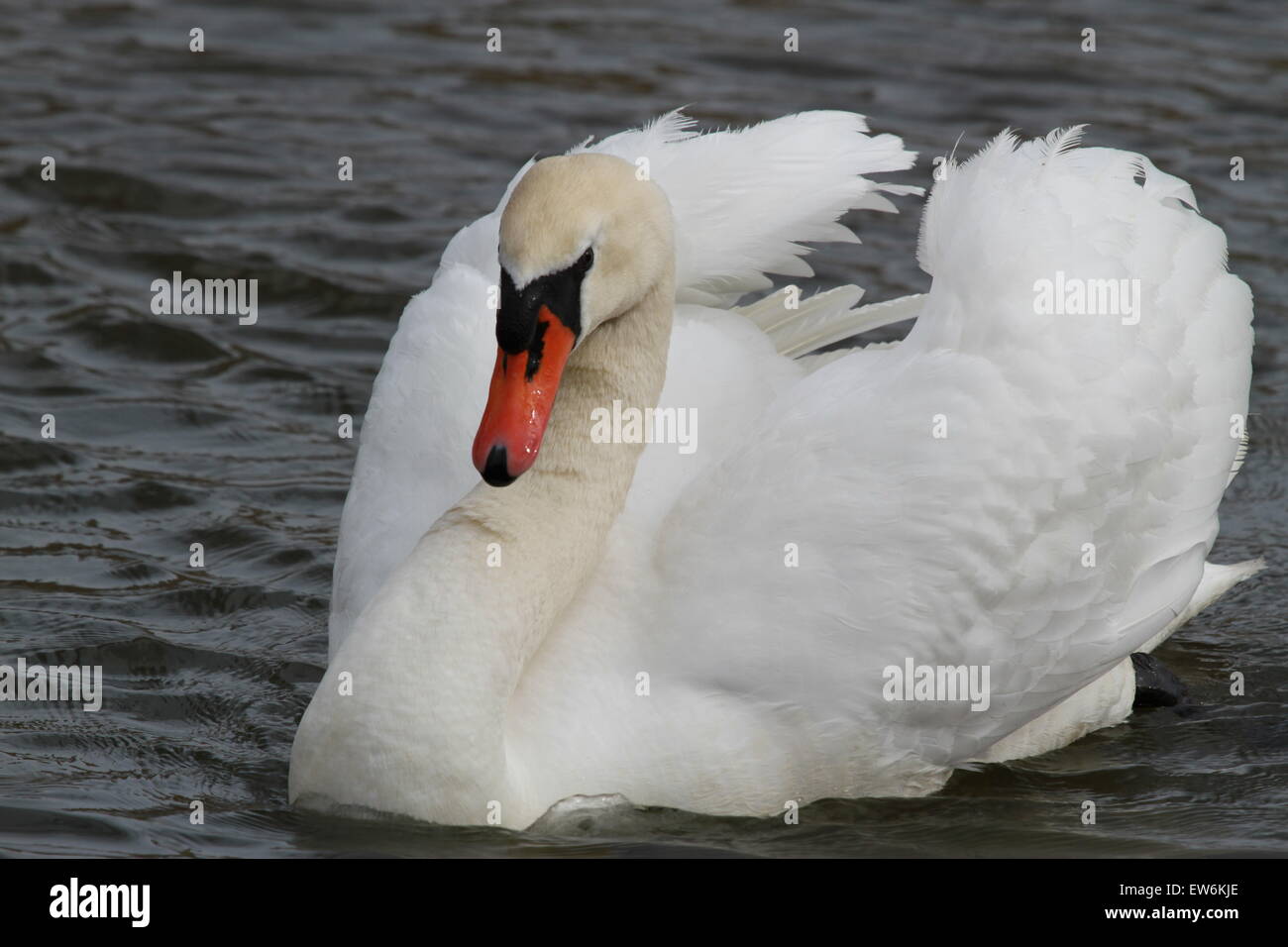 Cigno reale Foto Stock