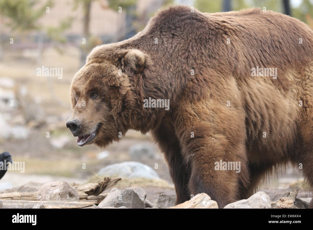 Grizz Foto Stock