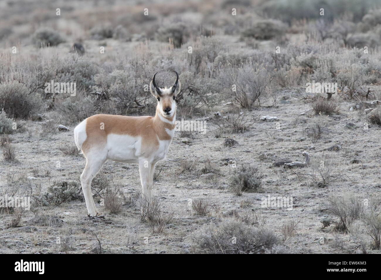 Pronghorn Antelope Foto Stock