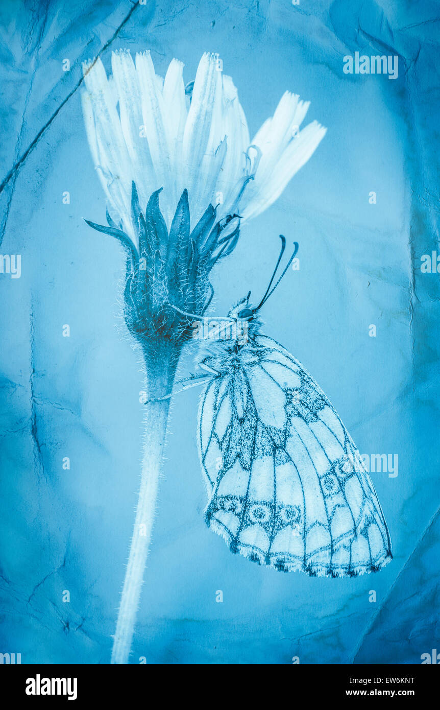 Cyanotype butterfly e fiore Foto Stock