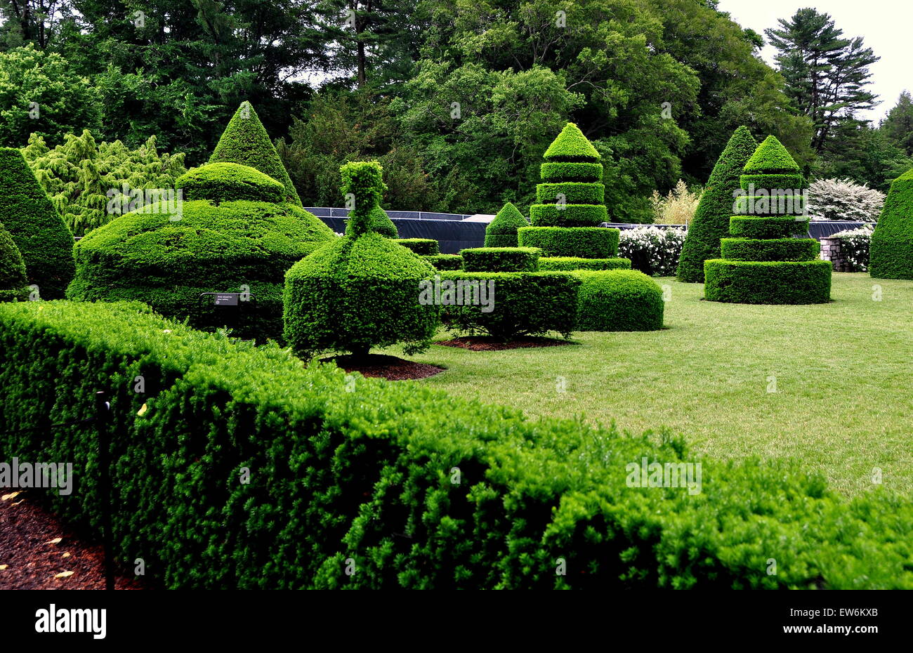 Kennett Square, Pennsylvania: agganciati in modo univoco (taxus yew) alberi in Topiaria da giardino a Longwood Gardens Foto Stock