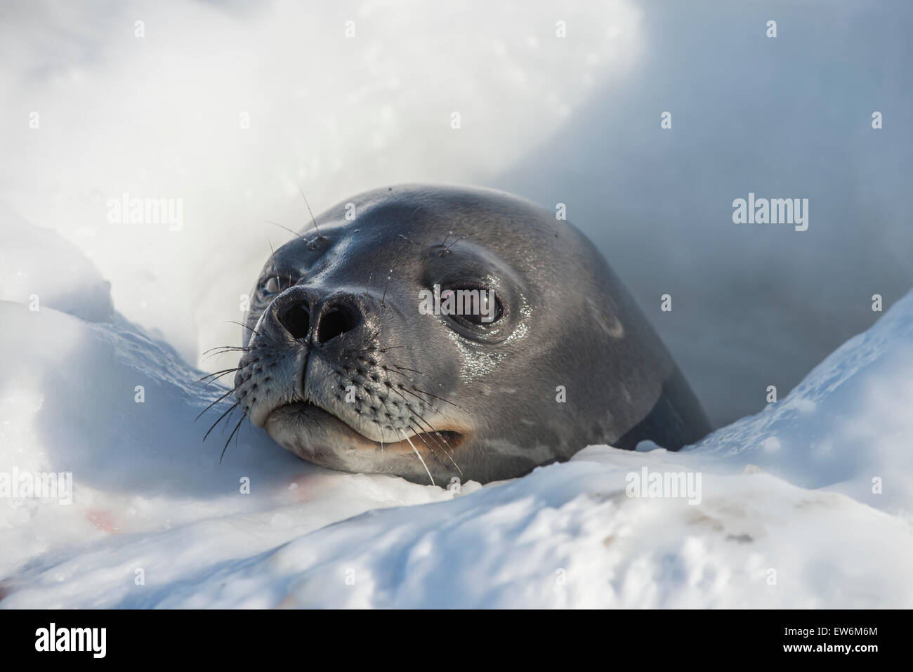 Guarnizione di Weddell in un mare di ghiaccio foro. Foto Stock