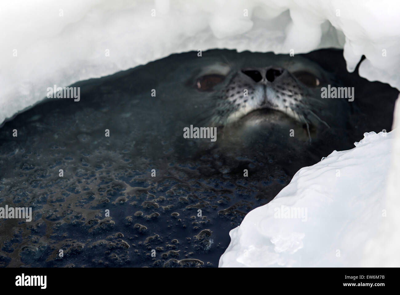 Guarnizione di Weddell in un mare di ghiaccio foro. Foto Stock