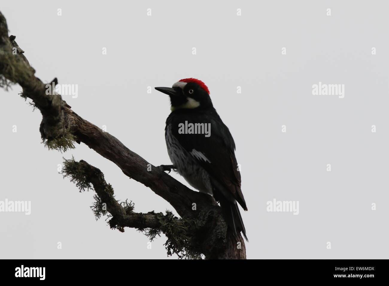 Acorn Woodpecker Foto Stock