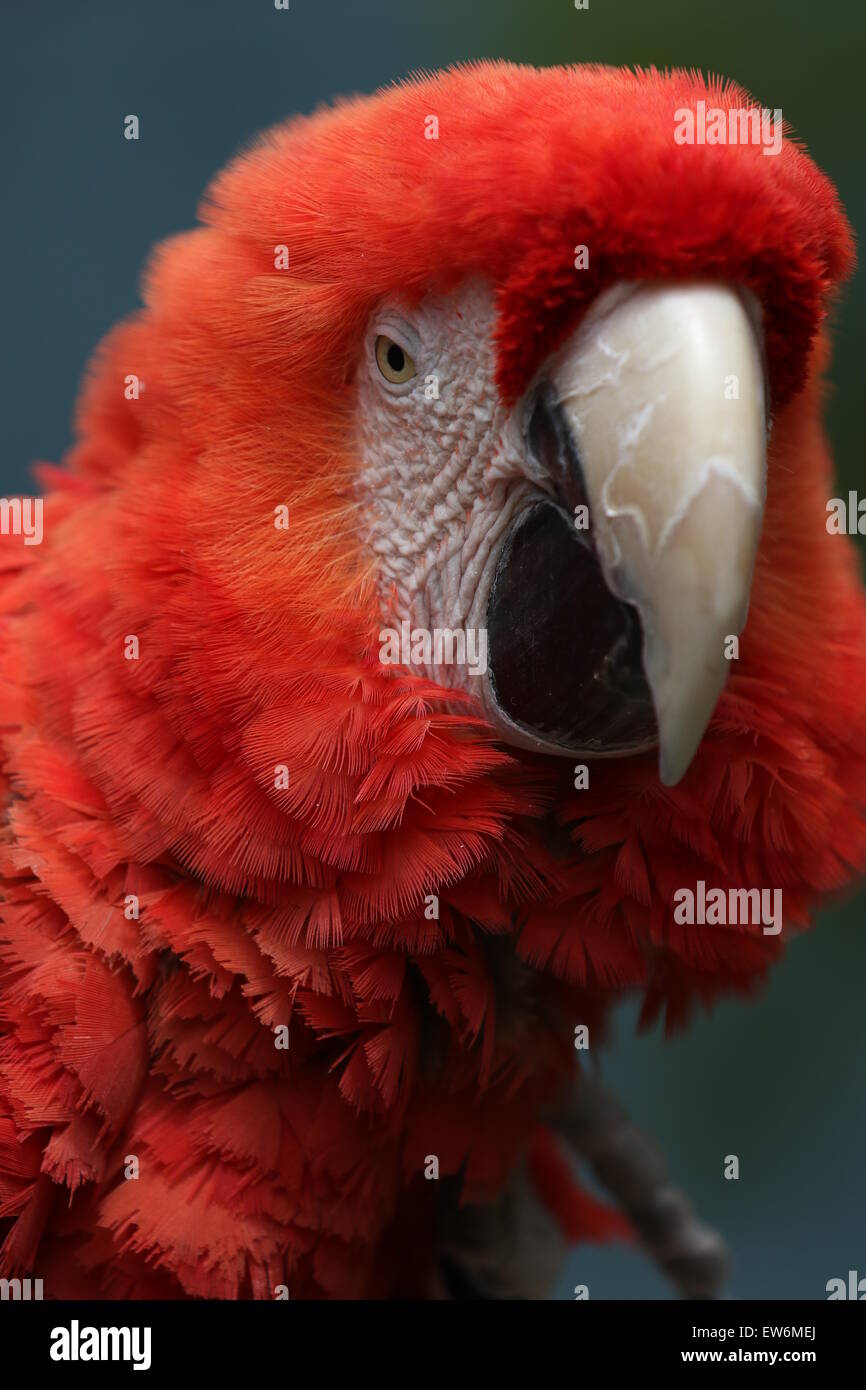 Ritratto del pappagallo Foto Stock