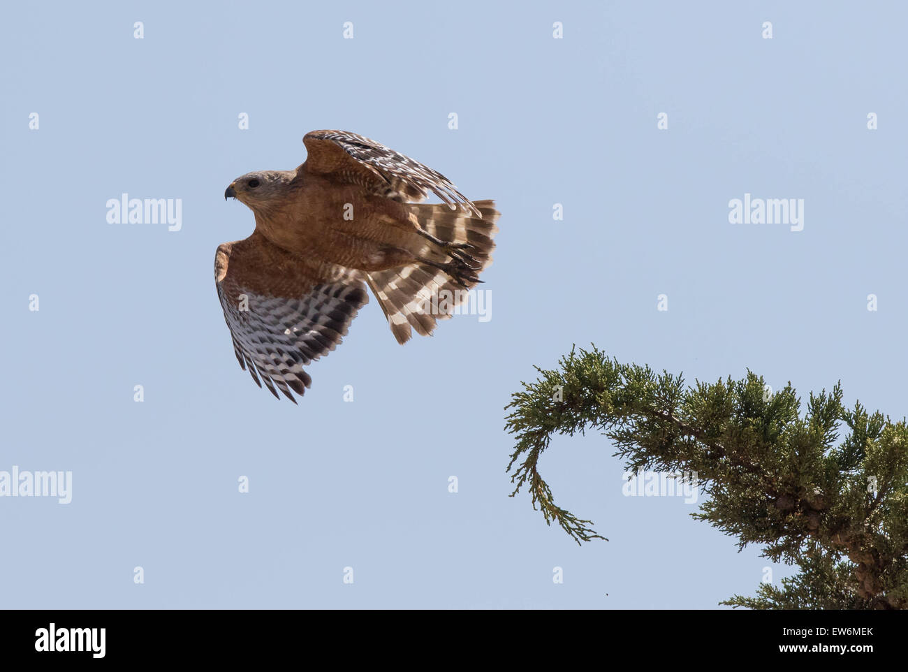 Red tailed hawk prende il volo Foto Stock