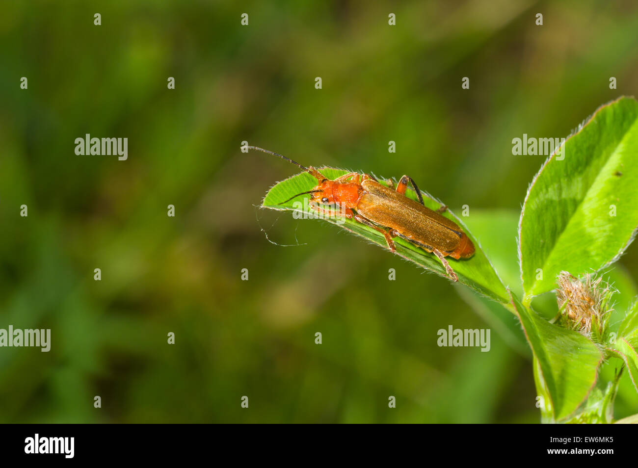 Comune soldato rosso beetle (Rhagonycha fulva) seduta sulla foglia verde Foto Stock