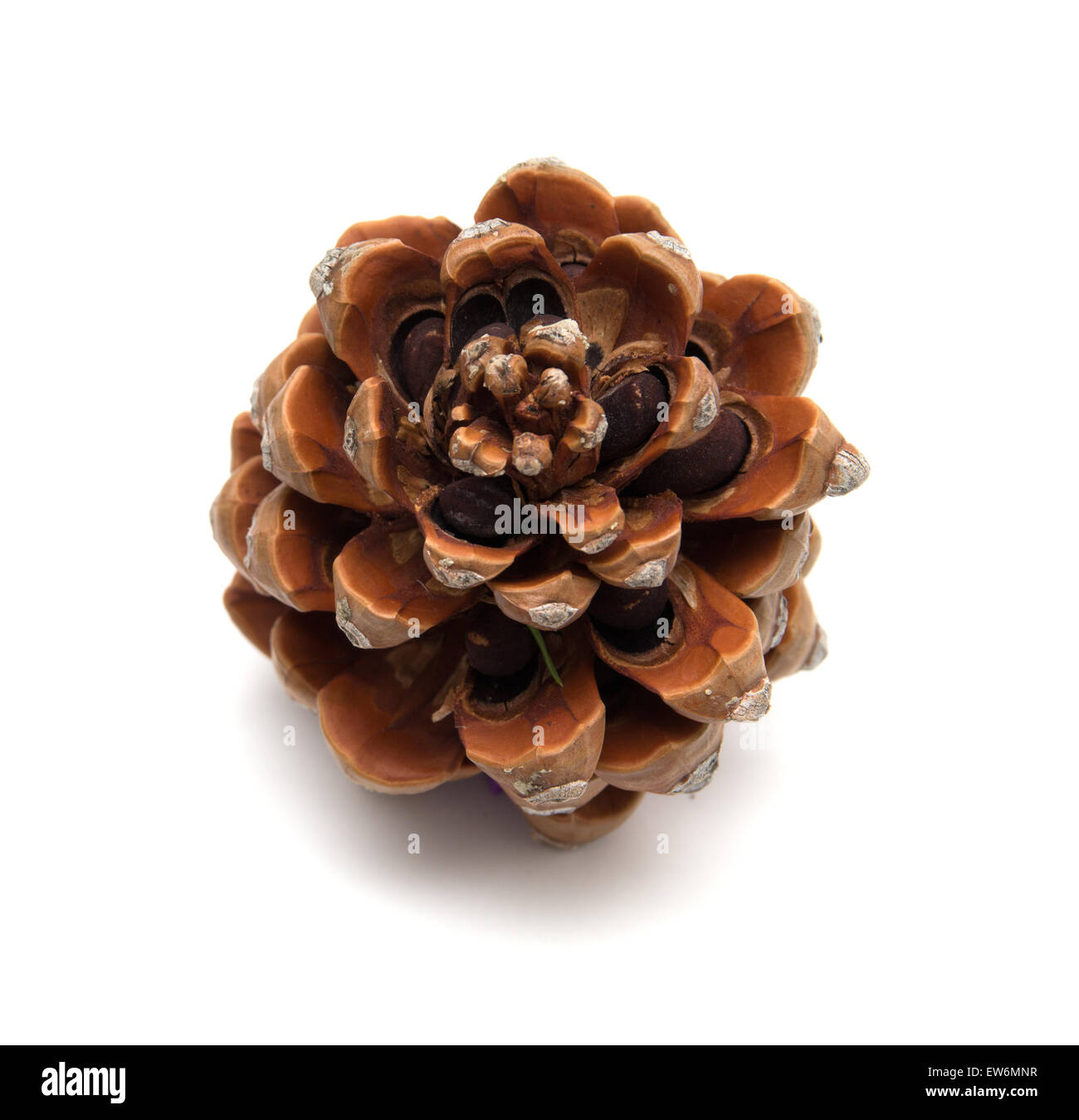 Cono di cembro, Pinus pinea, con alcuni dei dadi ancora in, isolato su sfondo bianco Foto Stock