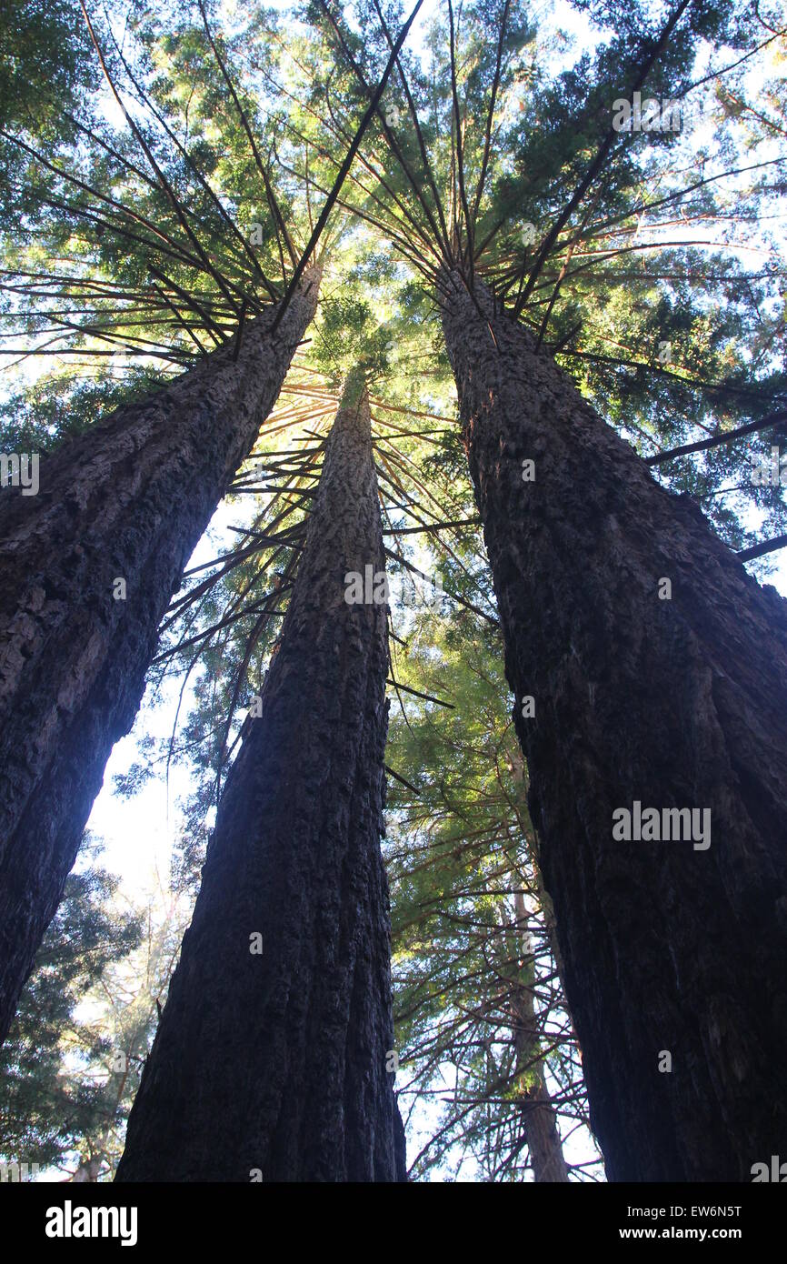 Majestic torreggianti Redwoods Foto Stock