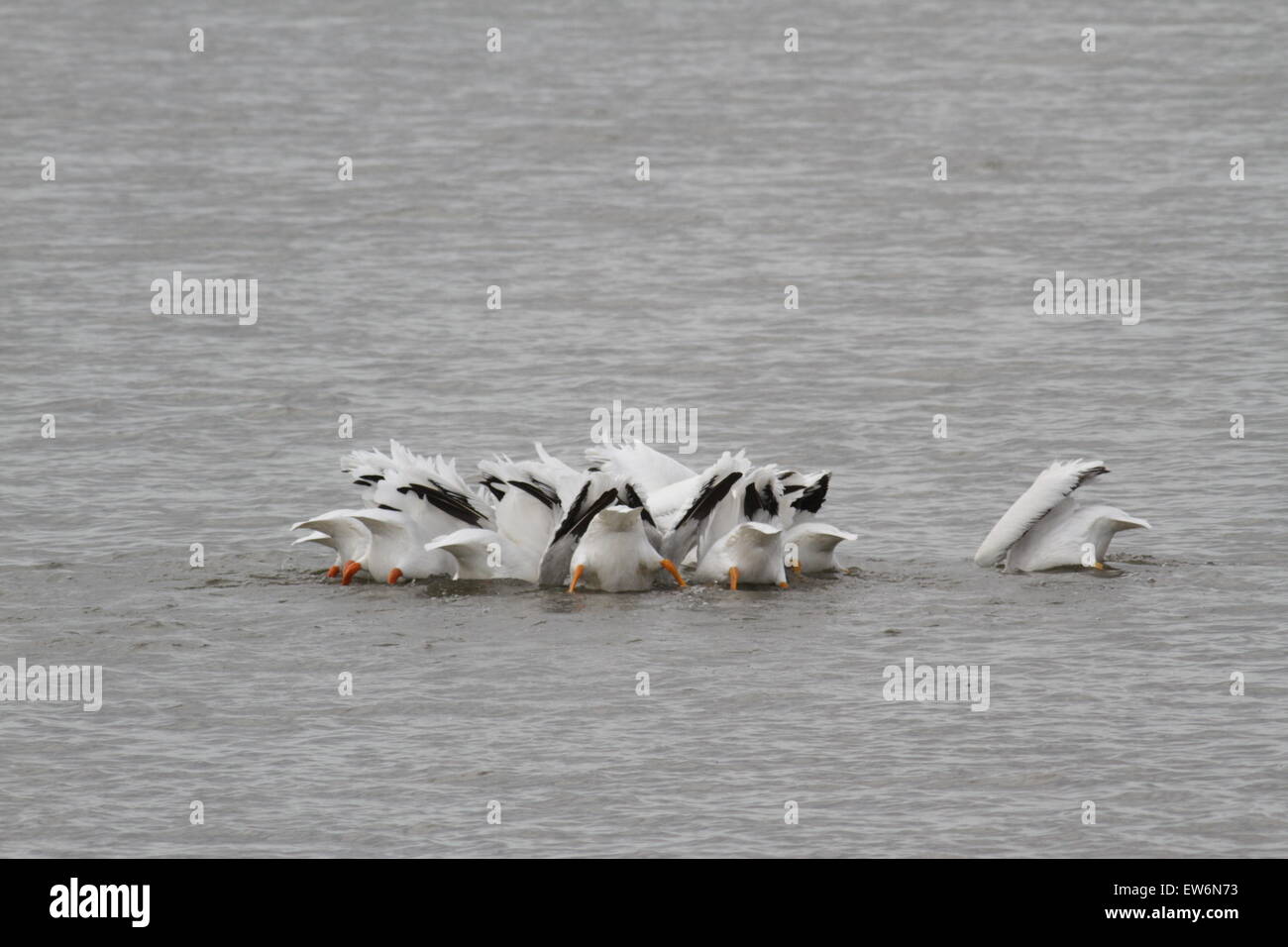 La danza dei pellicani Foto Stock