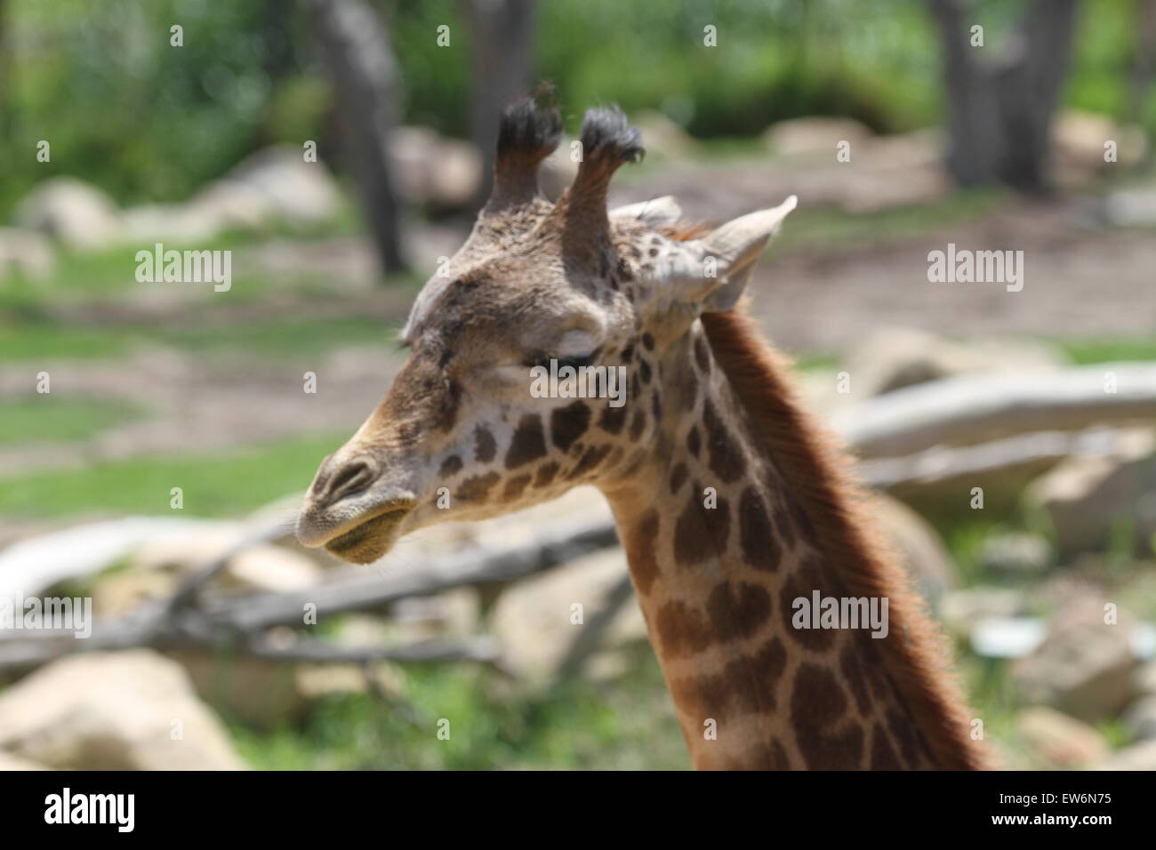 La giraffa ritratto Foto Stock