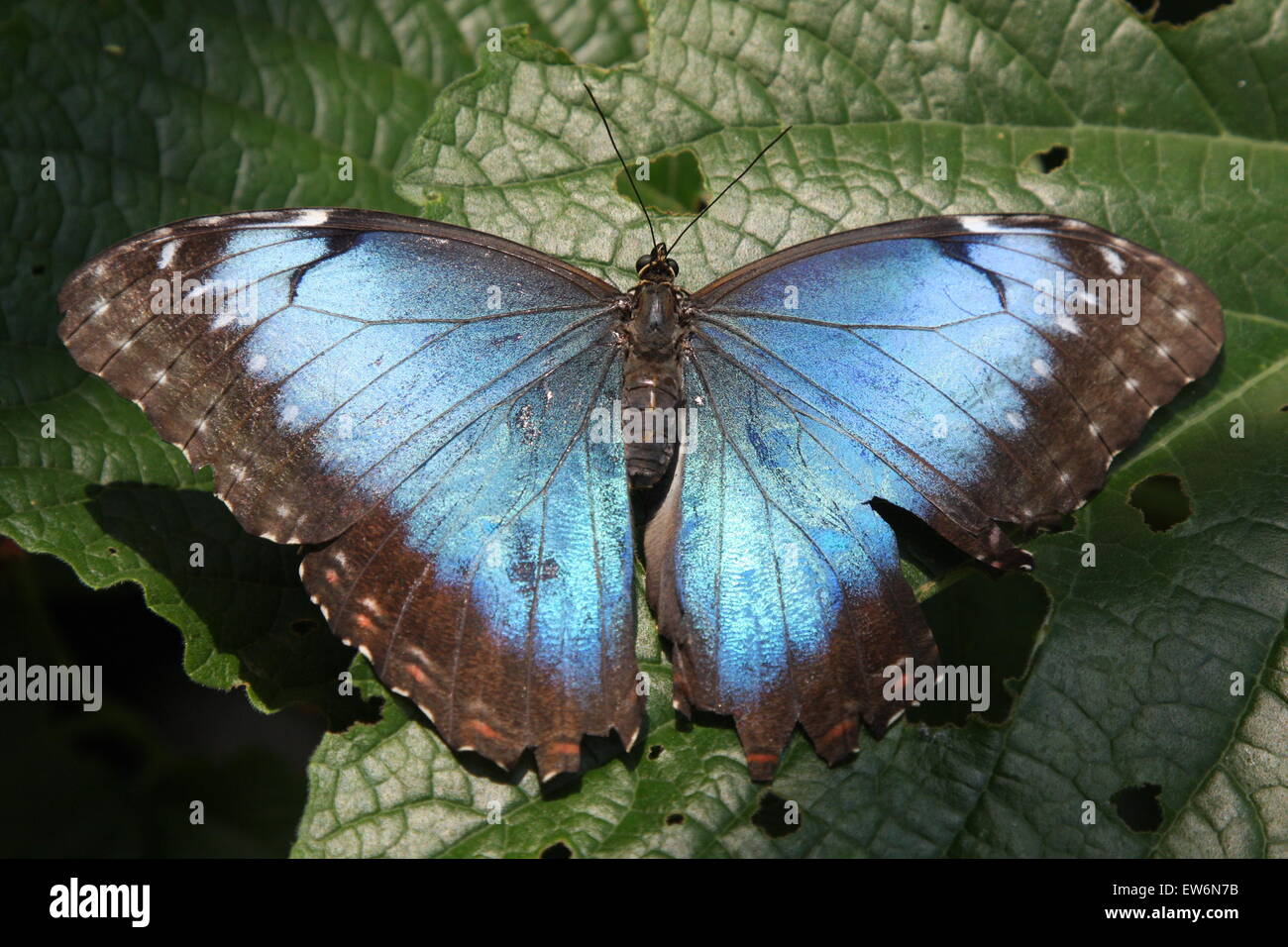 Belle Blue Butterfly Foto Stock