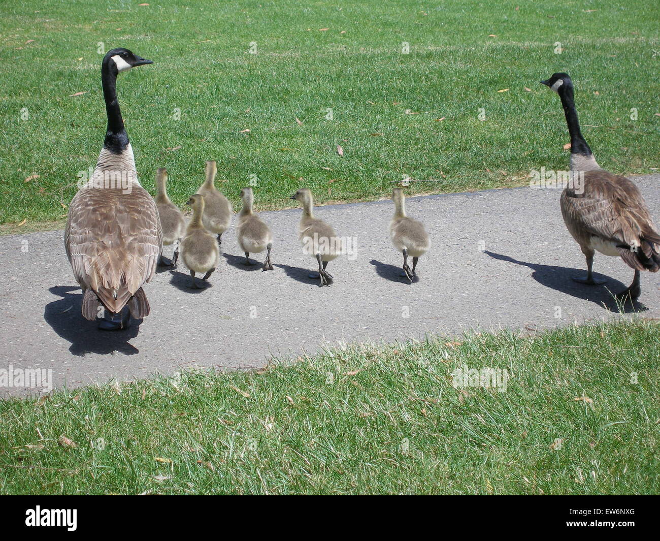 Famiglia di Oche del Canada Foto Stock