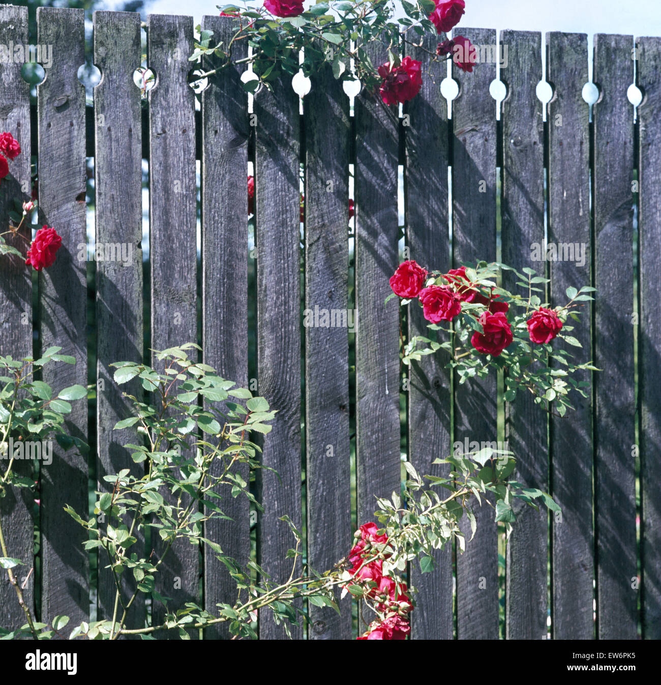 Red rose rampicanti su una recinzione di legno Foto Stock