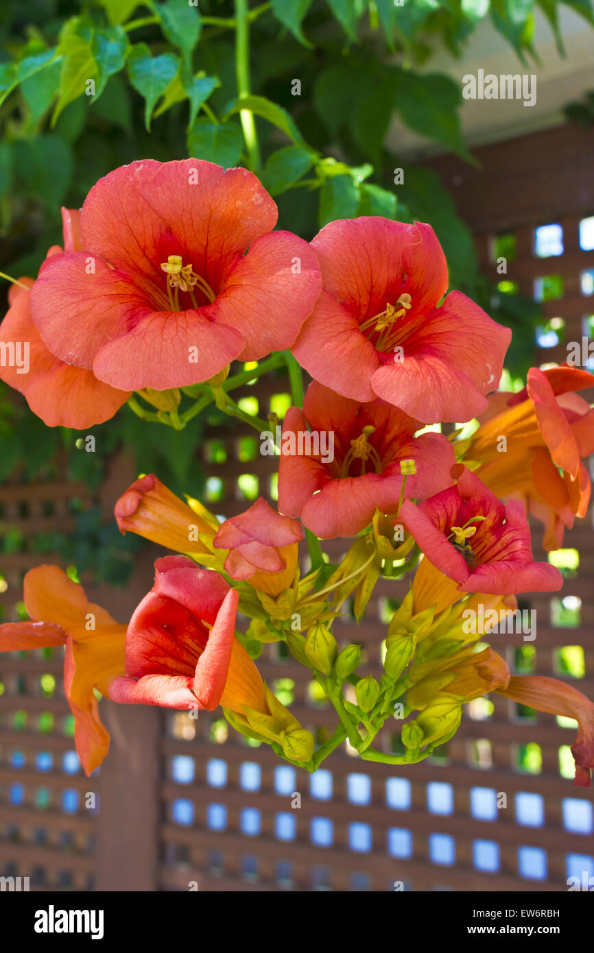 Campsis radicans 'estate indiana' vitigno a campana o a tromba cluster di superriduttore di fiori. Foto Stock