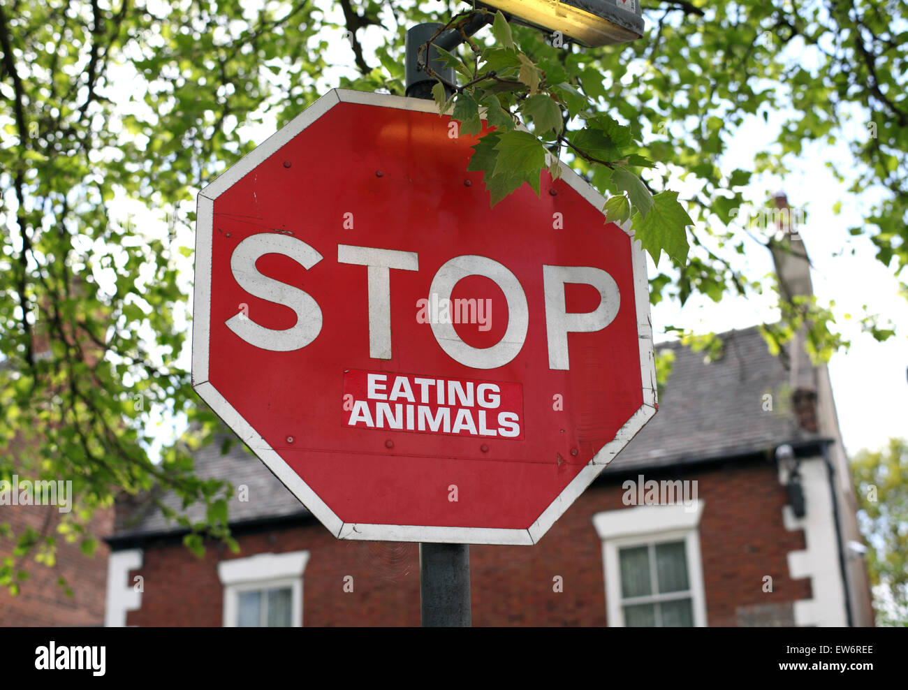 "STOP" cartello stradale, per cui qualcuno ha aggiunto "Mangiare animali", Melbourne, Derbyshire. Foto Stock