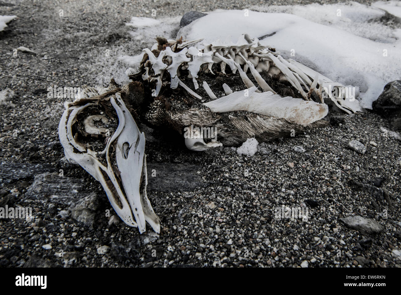 Un morto adelie penguin scheletro in Taylor Valley, l'Antartide. Foto Stock