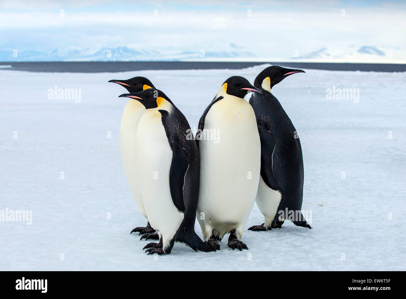 Pinguini imperatore vicino a Cape Royds, Antartide. Foto Stock