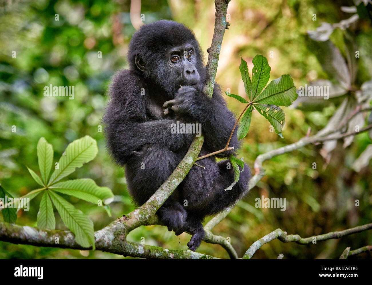 Carino il novellame di gorilla di montagna [Gorilla beringei beringei], Parco nazionale impenetrabile di Bwindi, Uganda, Africa Foto Stock