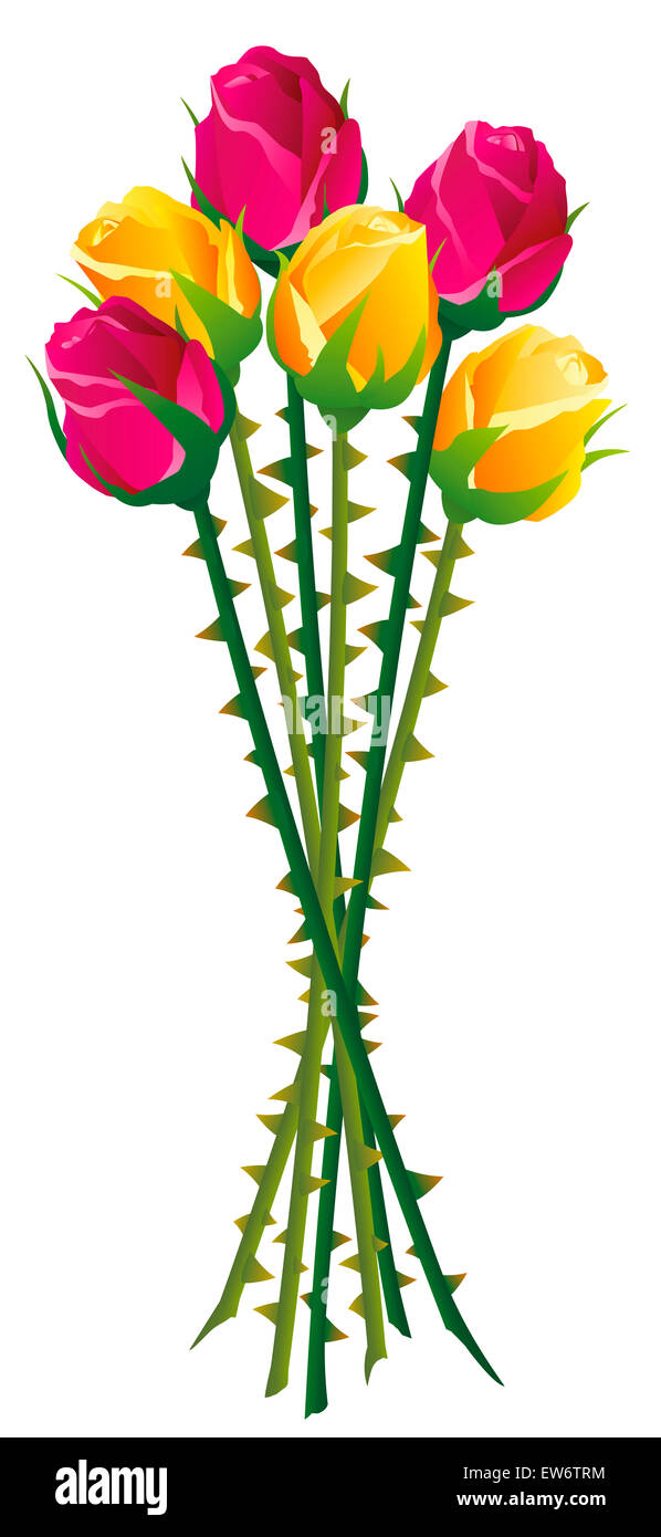 Rose con molte spine sulla loro gambi. Immagine su sfondo bianco. Foto Stock