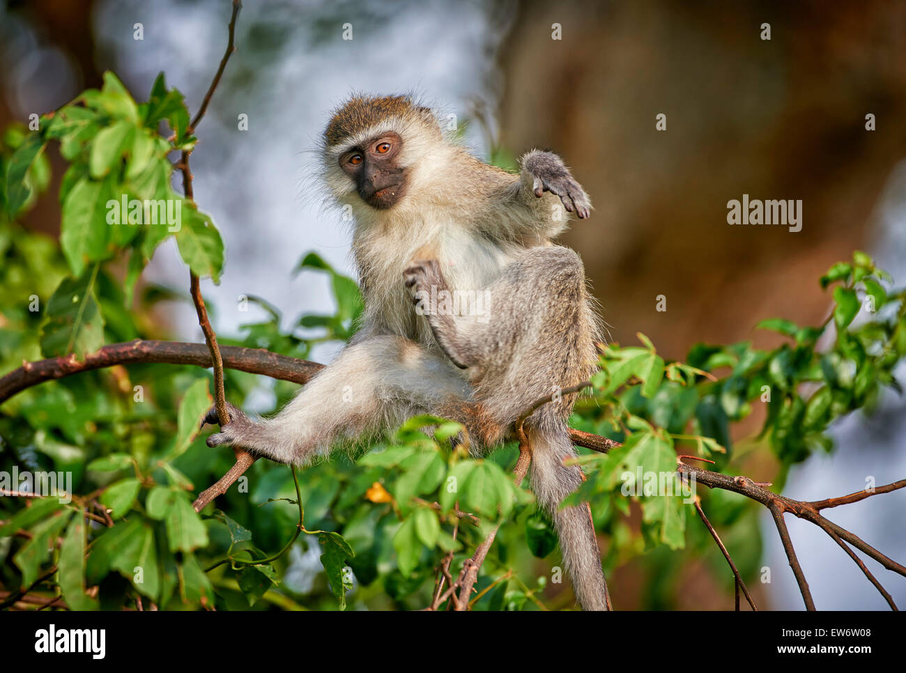 Vervet monkey, Chlorocebus, settore Ishasha, Queen Elizabeth National Park, Uganda, Africa Foto Stock