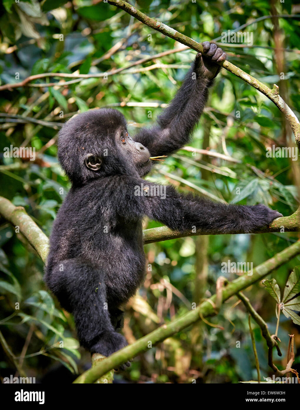Carino il novellame di gorilla di montagna [Gorilla beringei beringei], Parco nazionale impenetrabile di Bwindi, Uganda, Africa Foto Stock