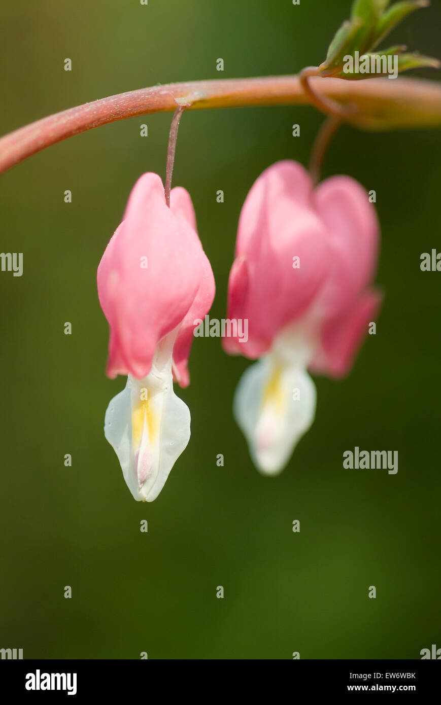 Fiore di Lira-fiore Lamprocapnos spectabilis dicentra spectabilis Foto Stock
