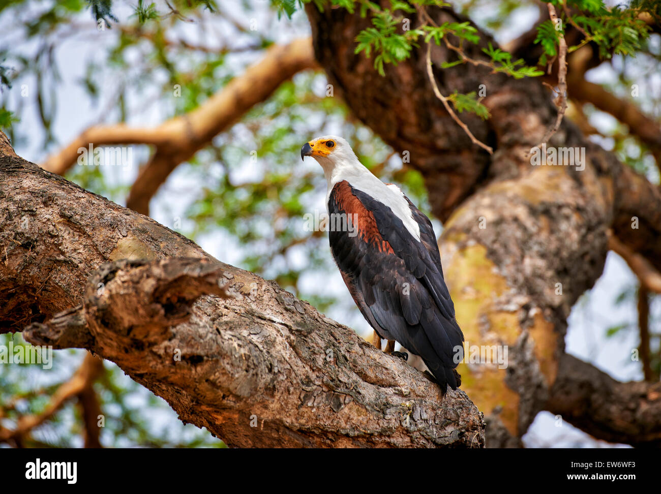 African fish eagle, Haliaeetus vocifer, Murchison Falls National Park, Uganda, Africa Foto Stock