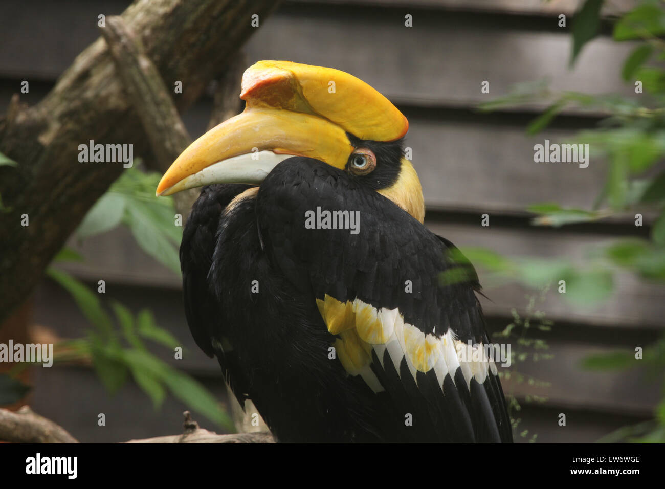 Grande hornbill (Buceros simum), noto anche come il grande hornbill indiano o grande pied hornbill presso lo Zoo di Praga, Repubblica Ceca. Foto Stock