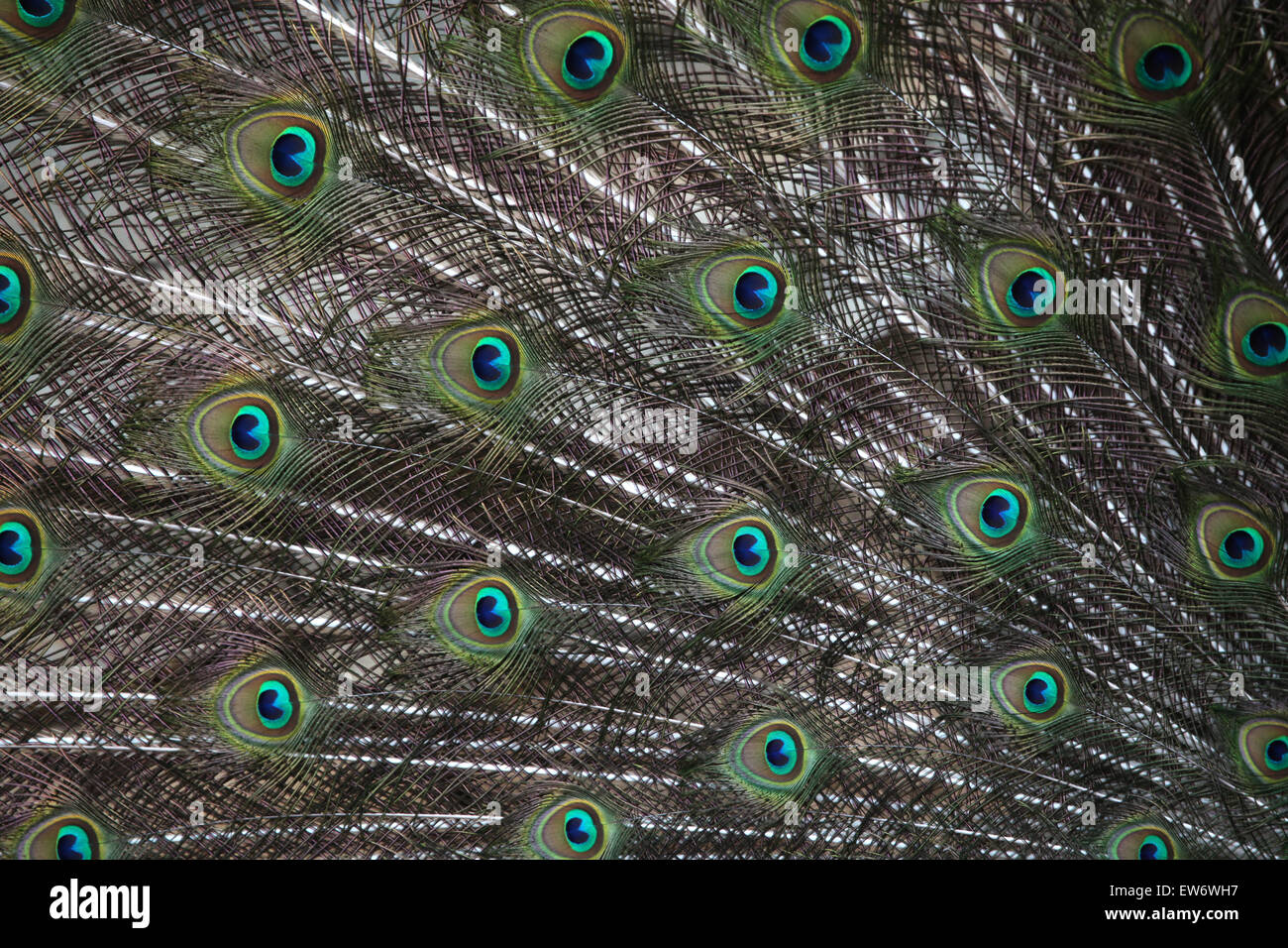 Peafowl indiano (Pavo cristatus), noto anche come il peafowl blu. La fauna animale. Foto Stock