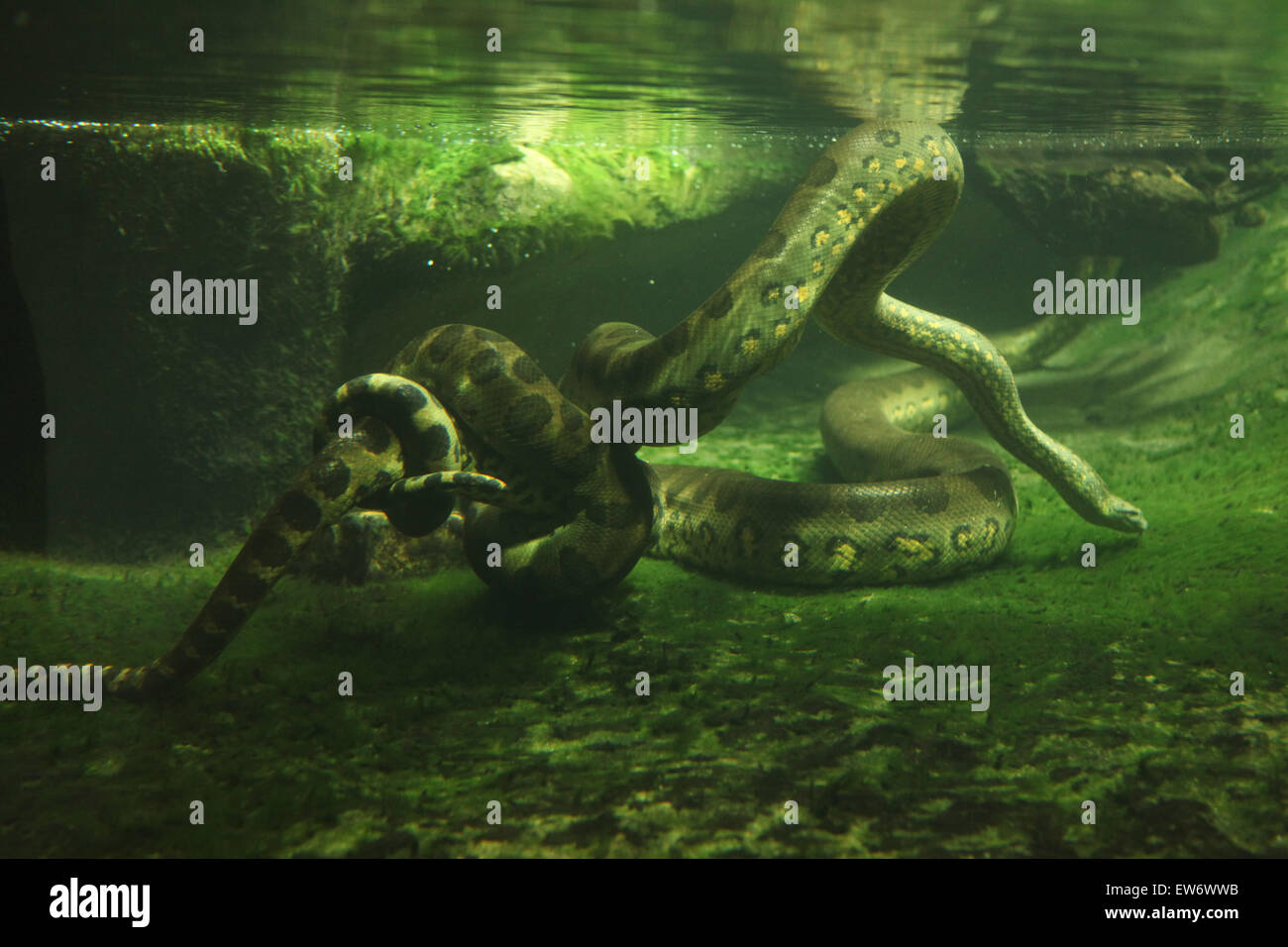 Anaconda verde (Eunectes murinus) nuoto sott'acqua presso lo Zoo di Praga, Repubblica Ceca. Foto Stock